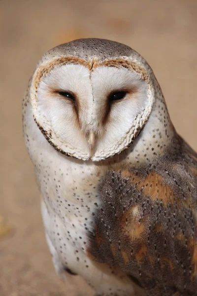 Tornuggla porträtt — Stockfoto