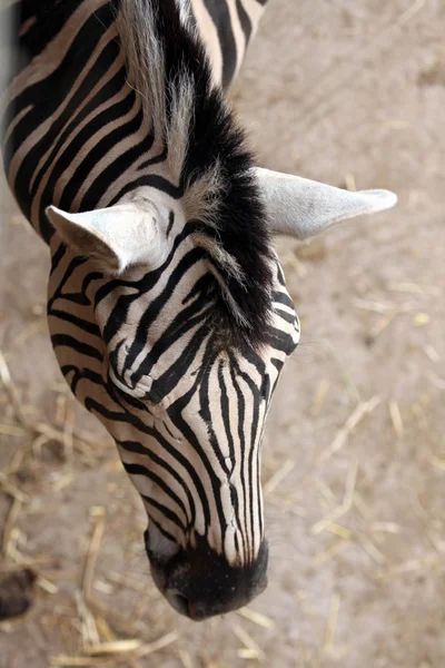 Burchell-Zebrakopf — Stockfoto