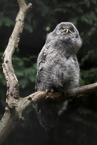 Great grey owl — Stock Photo, Image