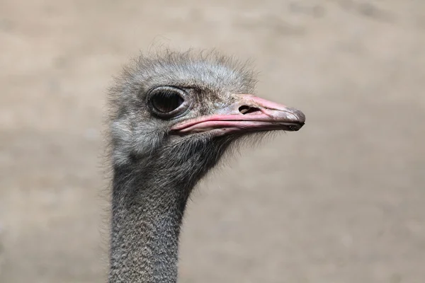 Cabeza de avestruz gris — Foto de Stock