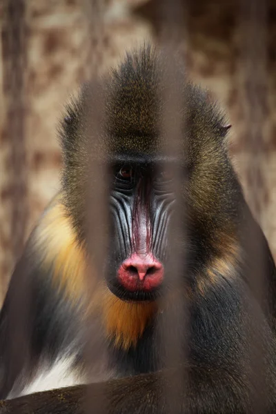 Mandril (Mandrillus sphinx ) — Fotografia de Stock