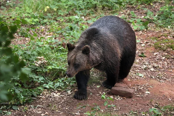 Eurasian brown bear — Stock Photo, Image