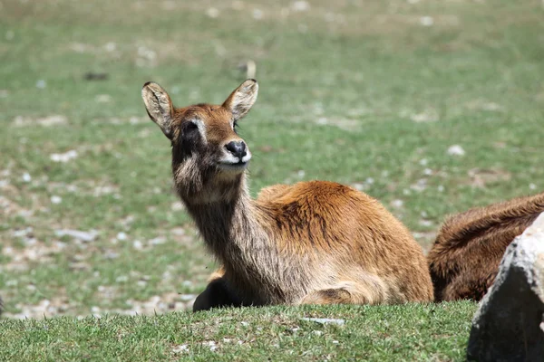 Nil lechwe çim üzerinde yalan