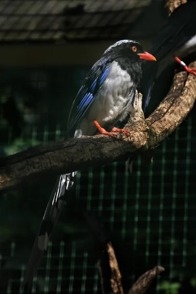 Red-billed blauwe ekster (Urocissa erythrorhyncha). — Stockfoto