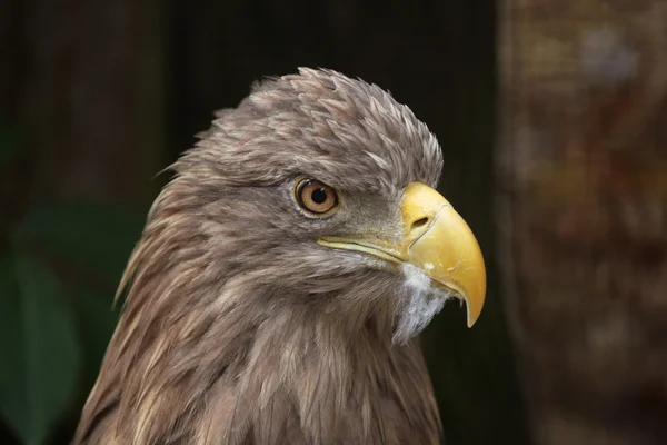 Pájaro de cola blanca — Foto de Stock