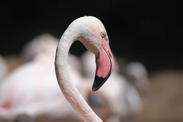 Großer Flamingo — Stockfoto