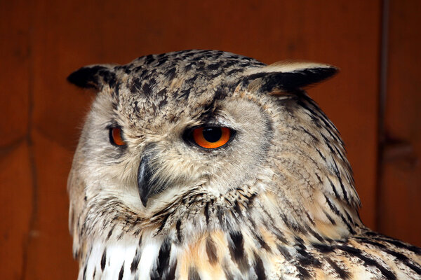Western Siberian eagle-owl