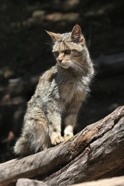Gato salvaje europeo en el árbol —  Fotos de Stock
