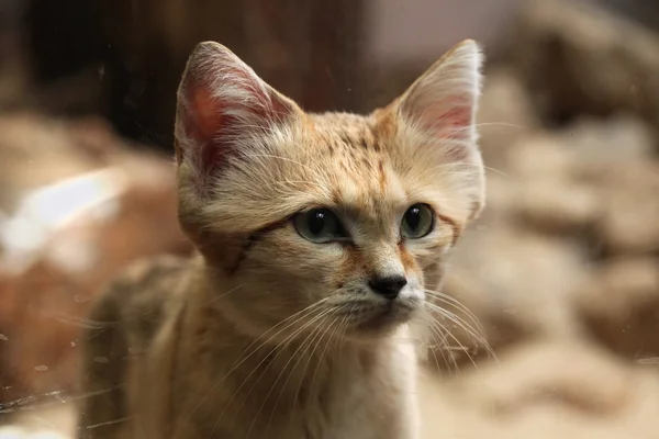 Sand dune cat — Stock Photo, Image