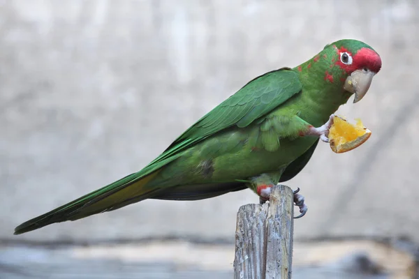 Mitred pappagallo mangia pezzo di arancia — Foto Stock
