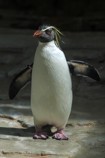 Northern rockhopper penguin — Stock Photo, Image