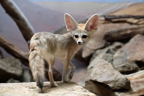 Fennec fox med stora öron — Stockfoto