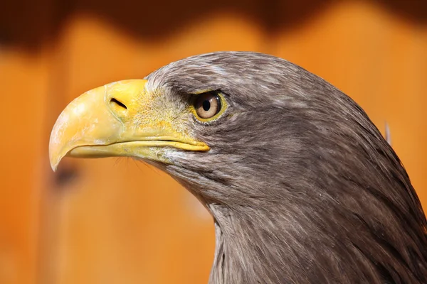 White-tailed eagle — Stock Photo, Image
