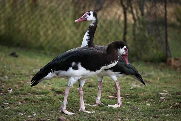 Spur-winged geese — Stock Photo, Image