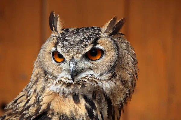Indian eagle-owl portrait — Stockfoto