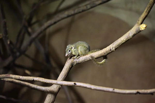 Ağaç üzerinde Kuzey treeshrew — Stok fotoğraf