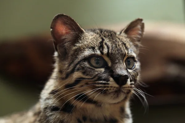 Gato de Geoffroy animal — Fotografia de Stock