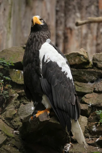 Steller's sea eagle — Stock Photo, Image