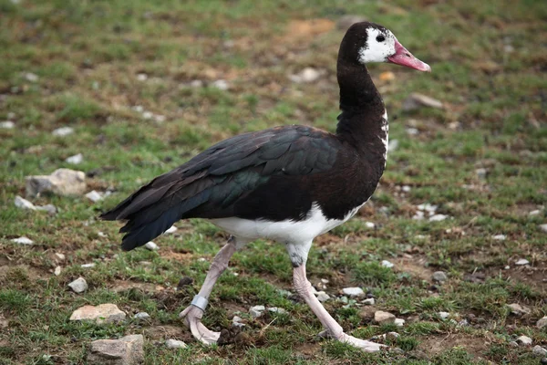 Spur-winged goose — Stock Photo, Image