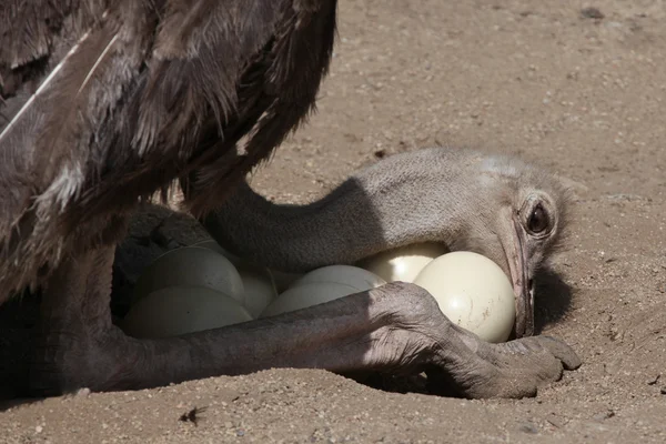 Ostrich inspects eggs in nest. — Stock Photo, Image