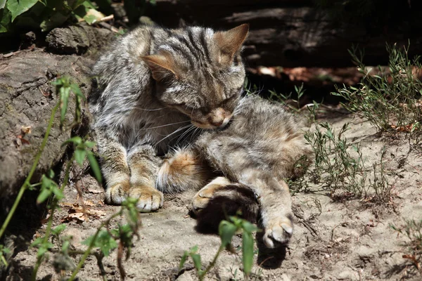 Europea wildcat lamiéndose — Foto de Stock