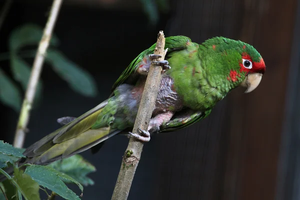 Mitred parakeet parrot — Stock Photo, Image