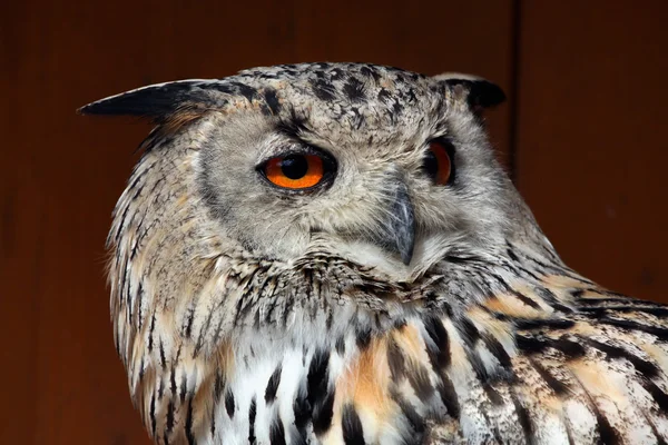 Western Siberian eagle-owl — Stock Photo, Image