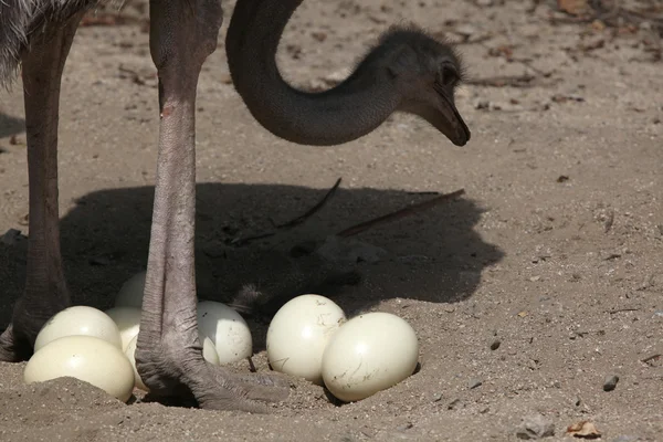 Strauß inspiziert Eier im Nest. — Stockfoto