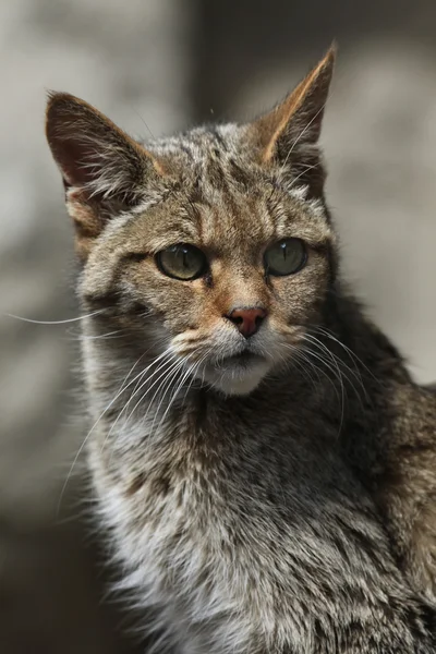 Ritratto di gatto selvatico europeo — Foto Stock