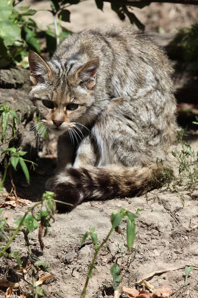 坐在地上的欧洲野猫 — 图库照片