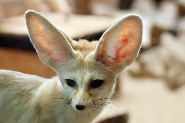 Fennec volpe con grandi orecchie — Foto Stock