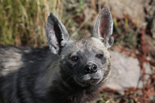 Hyène rayée animal — Photo