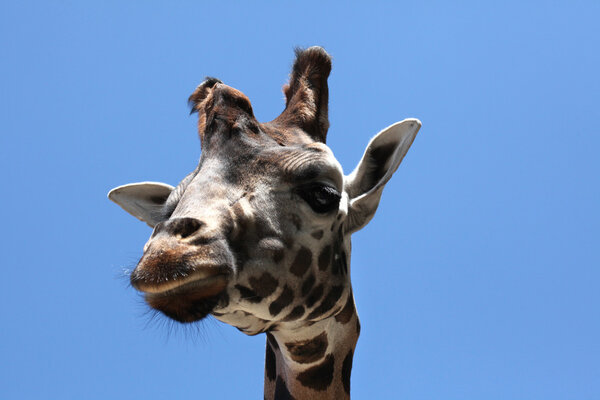 Rothschild's giraffe animal