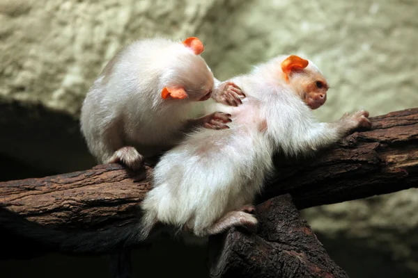 Pair of silvery marmosets — Stock Photo, Image