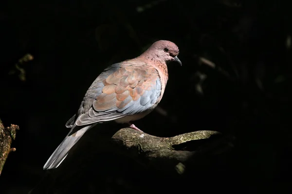 動物の鳩笑って — ストック写真