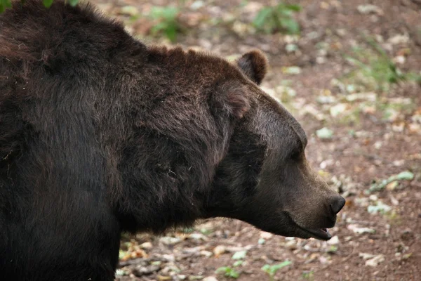Eurasischer Braunbär — Stockfoto
