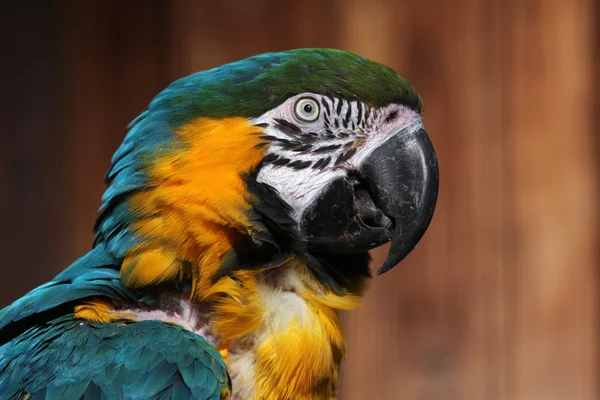 Blue-and-yellow macaw parrot — Stock Photo, Image