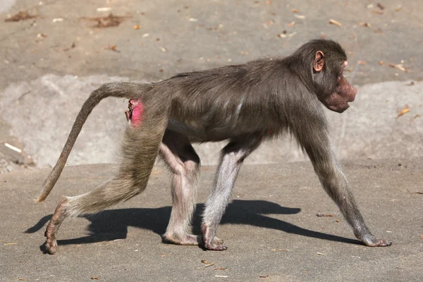 Hamadryas babuíno animal — Fotografia de Stock
