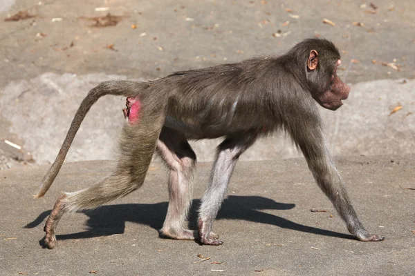 マント ヒヒ動物 — ストック写真