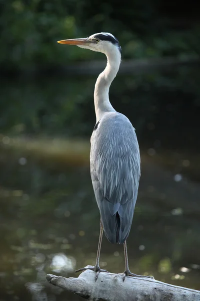 Great blue heron — Stock Photo, Image