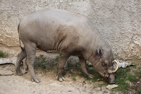 Sulawesi babirusa animal — Stock Photo, Image