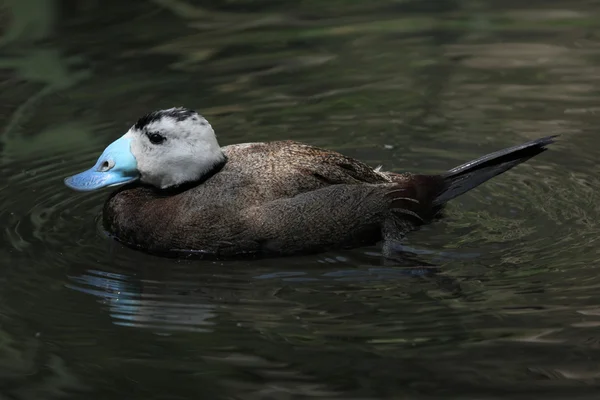 White-headed duck on water — Stock Photo, Image
