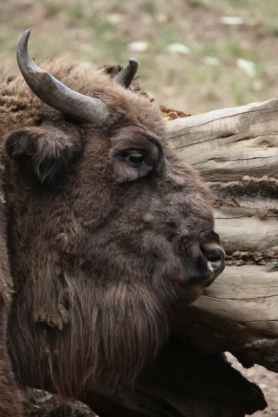 European bison animal — Stock Photo, Image