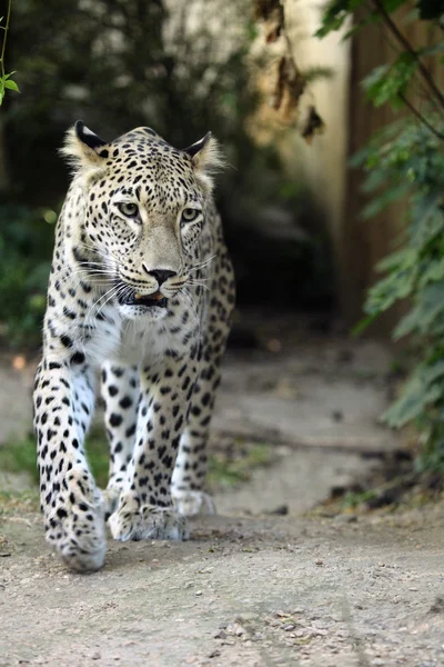 Persischer Leopard im Zoo — Stockfoto