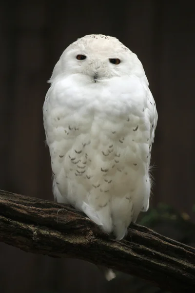 雪白的猫头鹰动物 — 图库照片