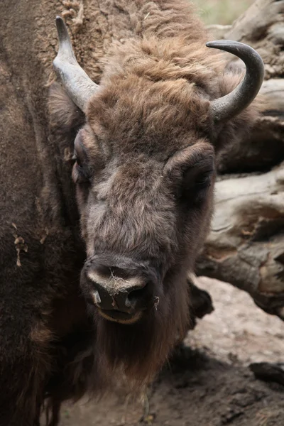 Bison animal europeo — Foto de Stock