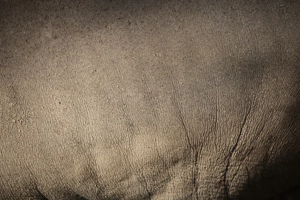 Sulawesi babirusa  skin texture. — Stock Photo, Image
