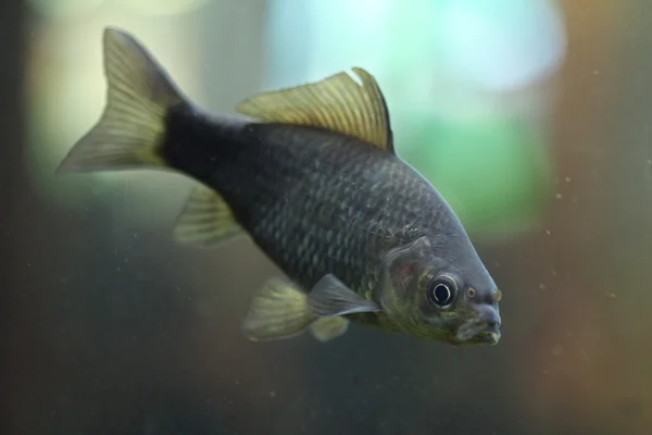 Carpa prussiana em água — Fotografia de Stock