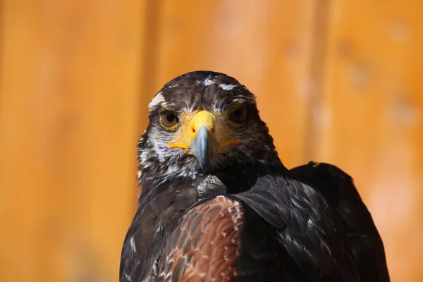 Uccello falco di Harris — Foto Stock