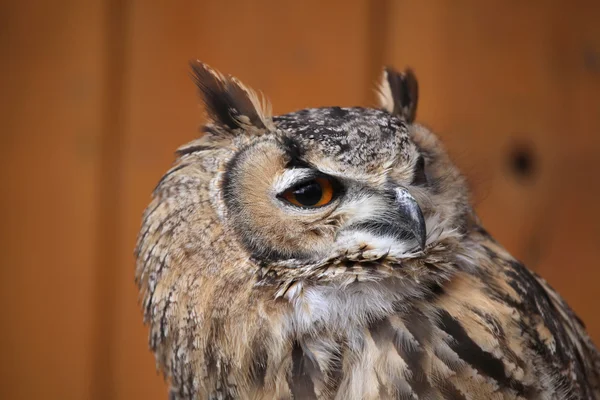 Indian eagle-owl portrait